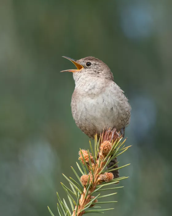 Cui, yang Xiang: Singing
