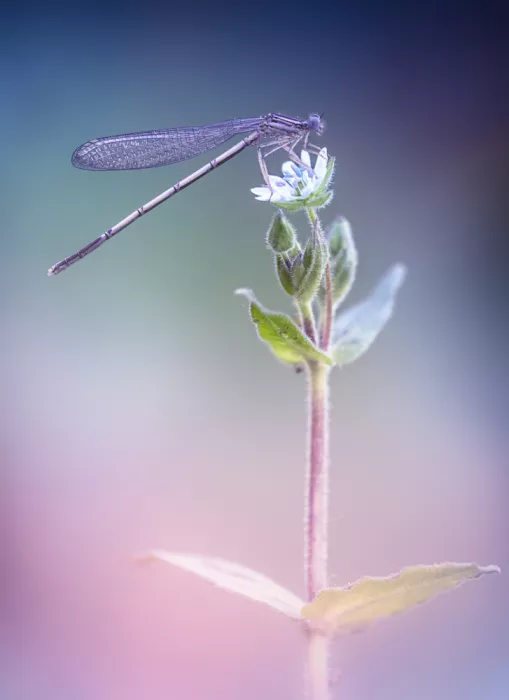 Daminelli, Fabrizio: Platycnemis pennipes