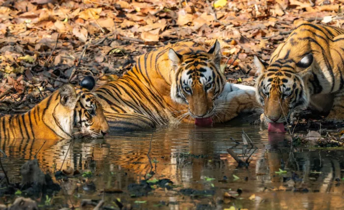 Nagpal, Manish: Summer pool time