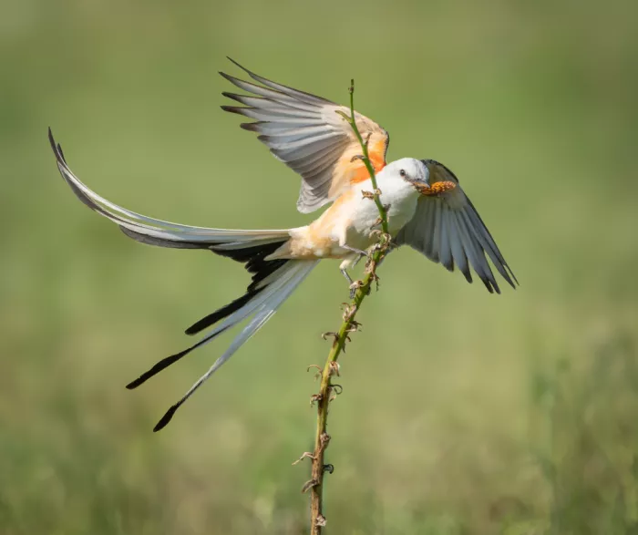 Li, Alex: Scissor-tailed flycatcher with a butterfly