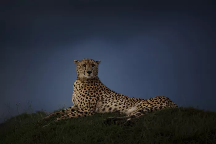 Marchegiani, Roberto: Gepard