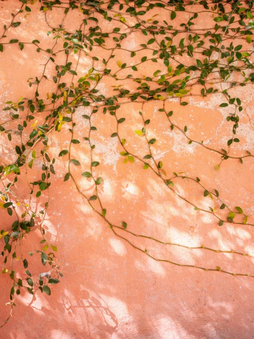 Zwart, Raisa: Botanical San Miguel de Allende | Mexico travel photography
