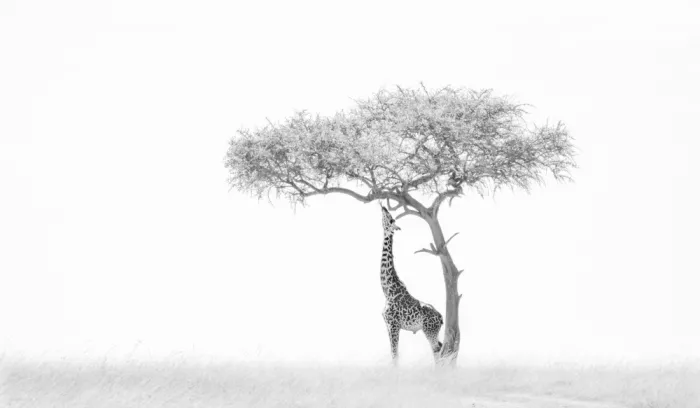 LI, MIN: Jirafa y árbol