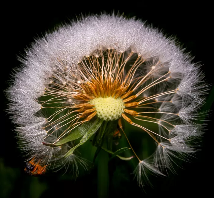 Andrica, Eduard: The dew