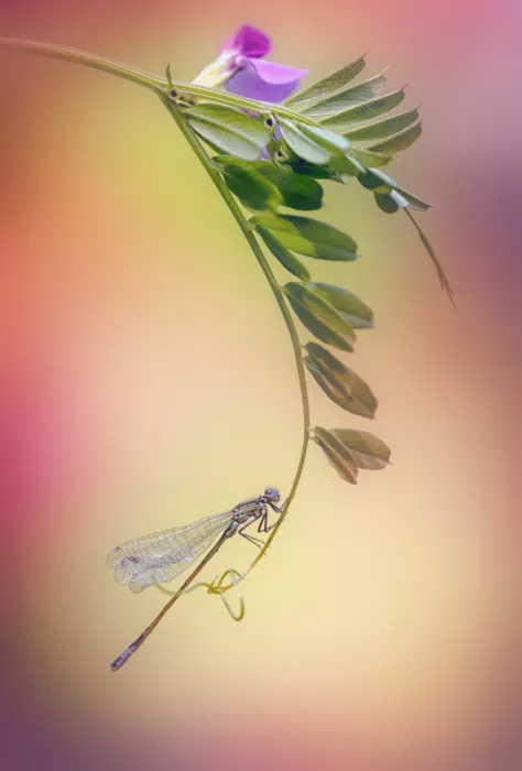 Daminelli, Fabrizio: Ischnura elegans