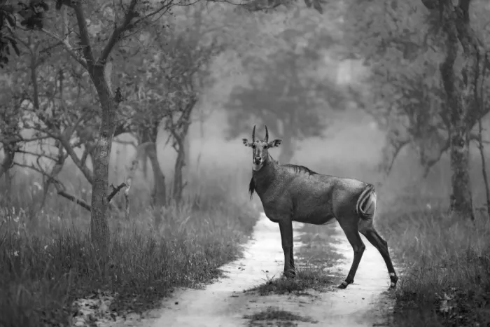 Dhesi, Rajat: Toro blu (Nilgai)