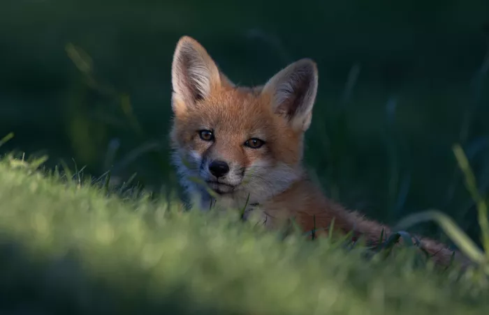 Huang, Johnson: Red fox