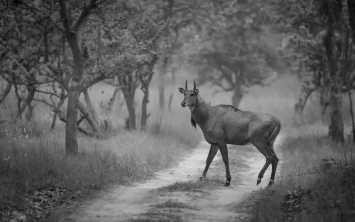 Chawla, Shobhit: Bluebuck on the move … PTR India