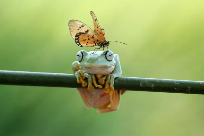 Arifuddin, Ridho: Ranas y mariposas
