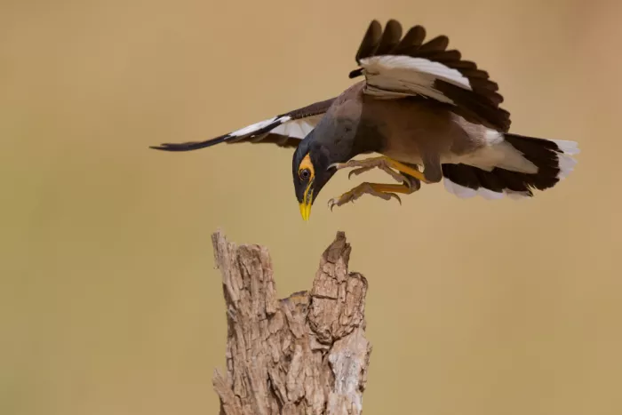 Manusevich, David: Common myna
