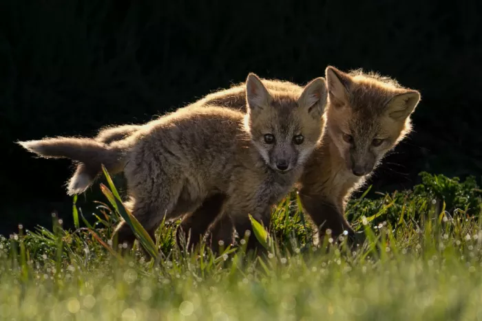 Jacobs, Lydia: Due piccole volpi rosse