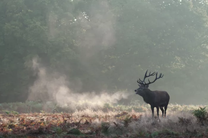 fotorax, Jevric Radojica: Aliento de la Naturaleza Salvaje II