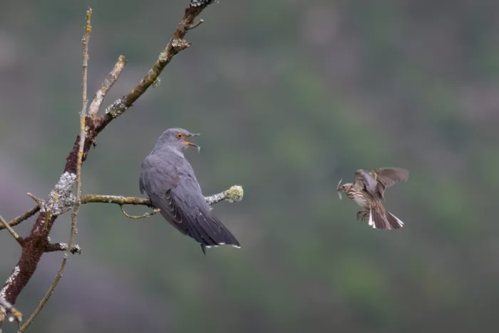 Mahony, O Kieran: Le brave Pipit des prés