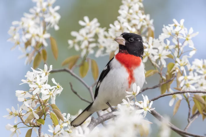 Costina, Mircea: Spring is here