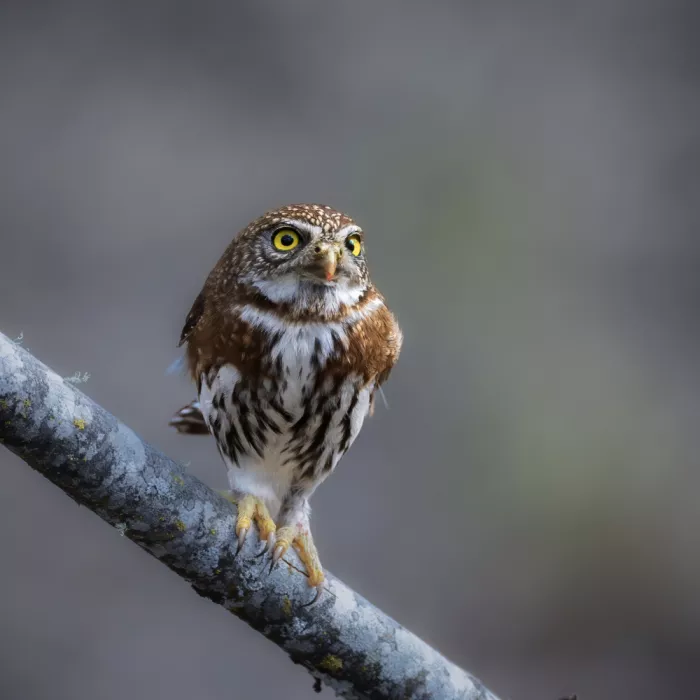 (吉星高照), Taksing: Northern Pygmy Owl