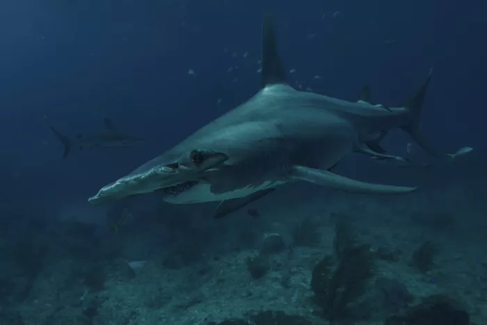 Melesan, Serge: Hammerhead deep