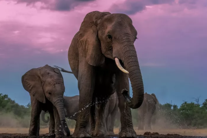 Zuo, Jun: Éléphants