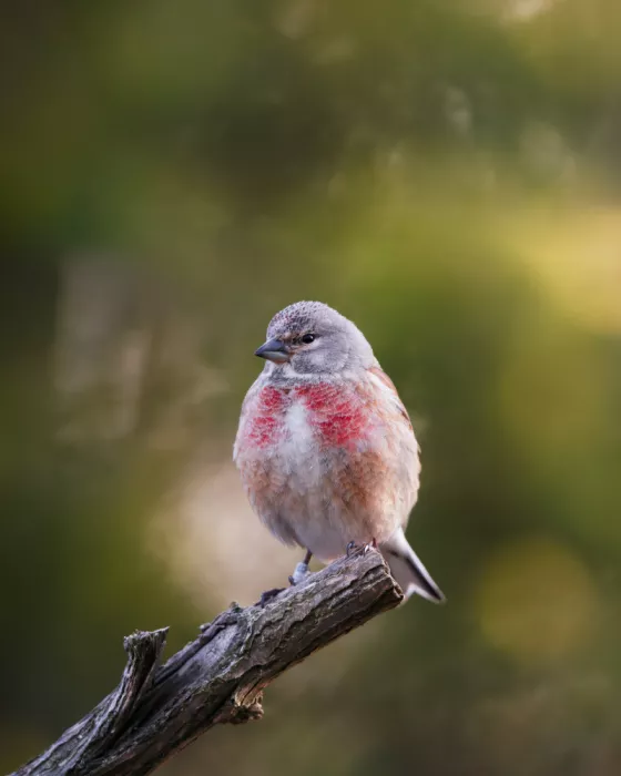 Renmyr, Magnus: Linnet in morning light