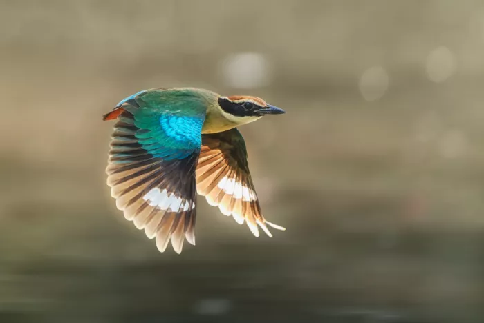 P, Nantapon: Fairy Pitta