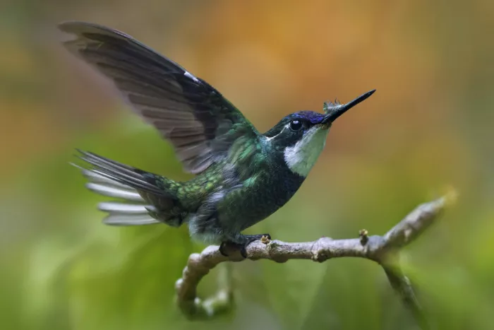 Zhao, Qing: Power Up Feather