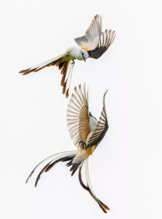 Li, Alex: Scissor-tailed flycatchers