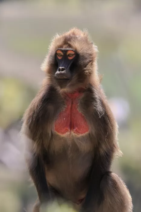 Badalov, Jamil: Eyes of Gelada