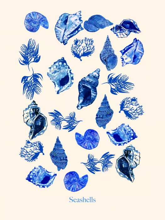 cartissi: Póster Conchas Marinas