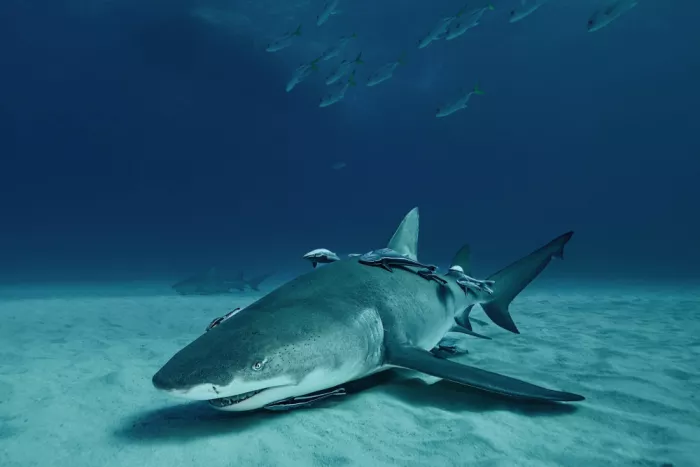 Melesan, Serge: Lemon shark