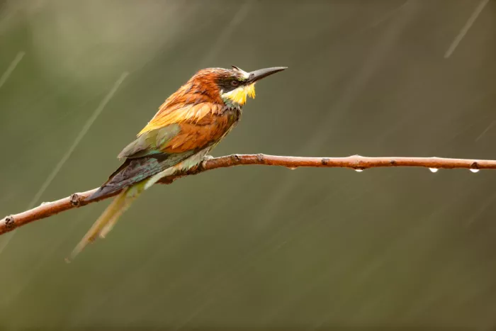 Raga, Gil Joan: Pluie du Guêpier