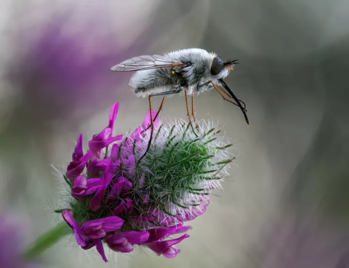 Gurzhuyenko, Iryna: The bee fly plays the tune:)