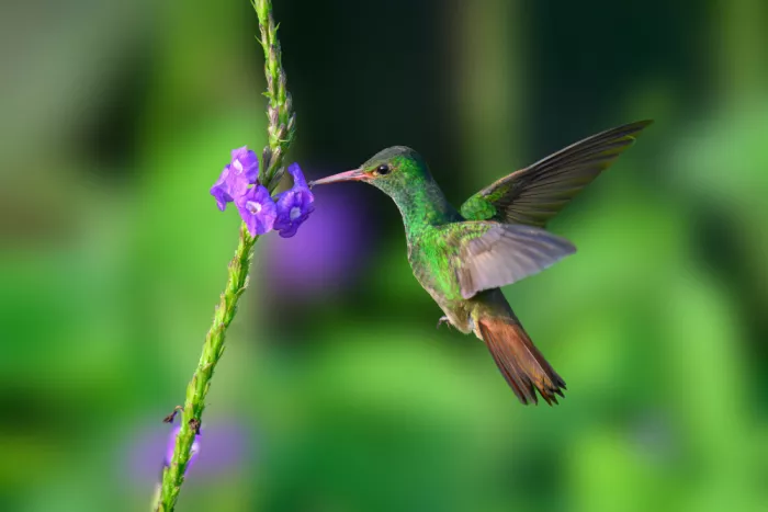 He, Mike: Rufous-tailed Hummingbird