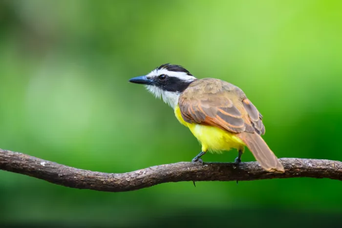He, Mike: Great Kiskadee