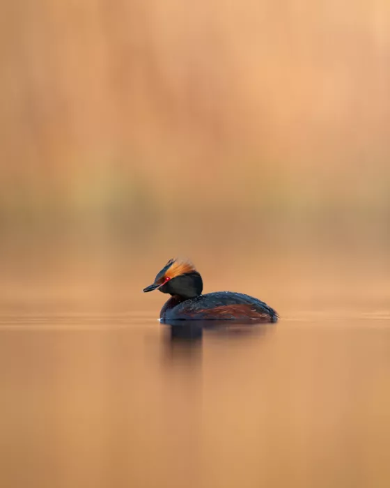 Renmyr, Magnus: Horned grebe