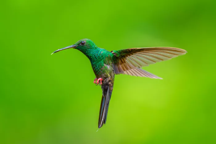 He, Mike: Bronze-tailed Plumeleteer