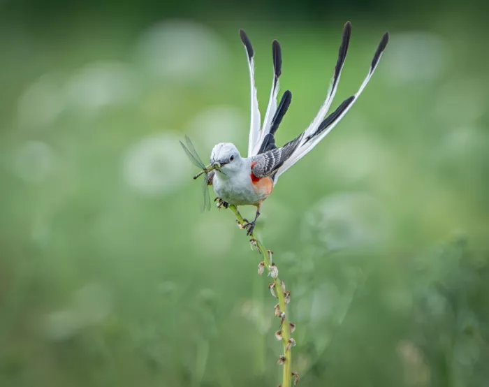 Li, Alex: Scissor-tailed flycatcher with a dragonfly