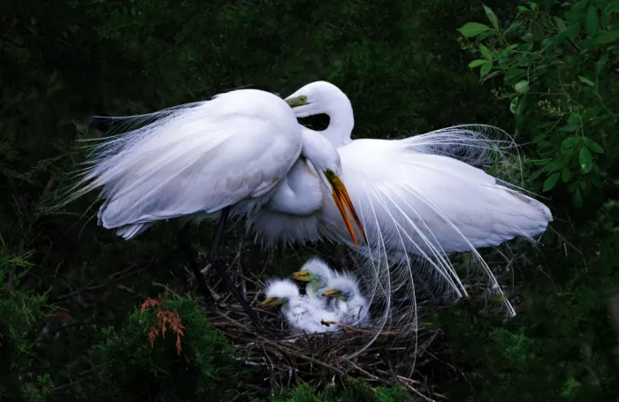 meix: Love nest