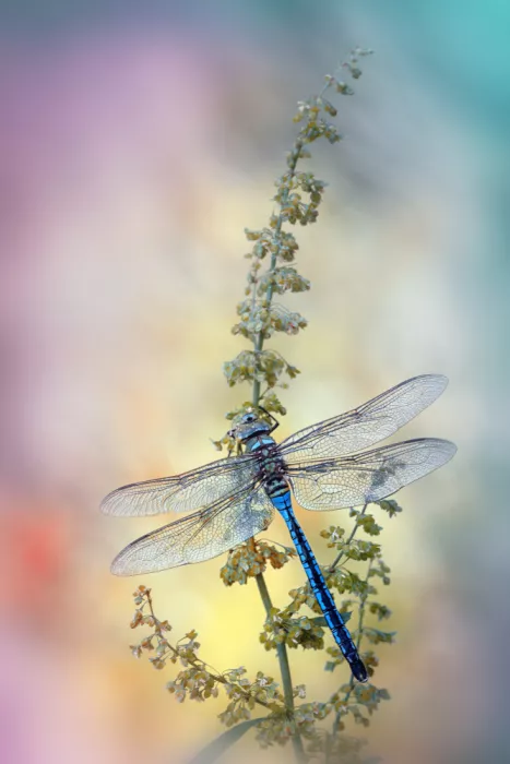 Daminelli, Fabrizio: Anax imperator