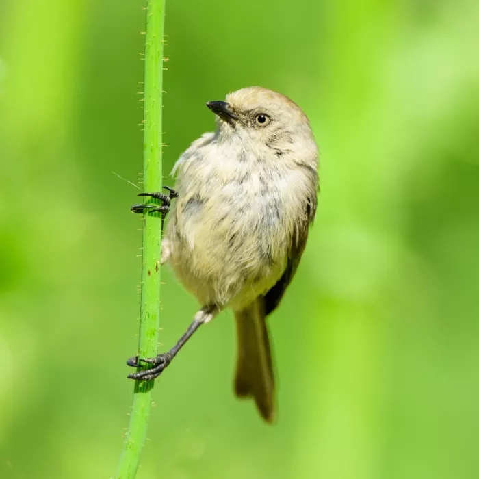 Wang, Moses: Mésange buissonnante