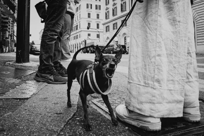 Ovidiu, Selaru: Le petit chien