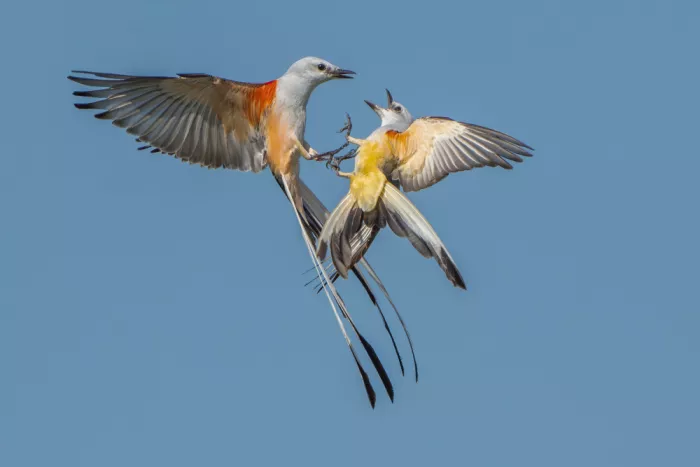 Li, Alex: Scissor-tailed flycatchers