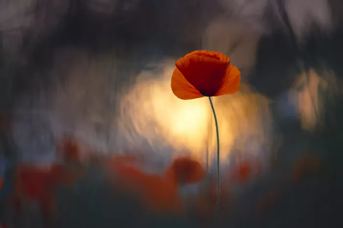 Blomme, Sebastien: Ardentní srdce