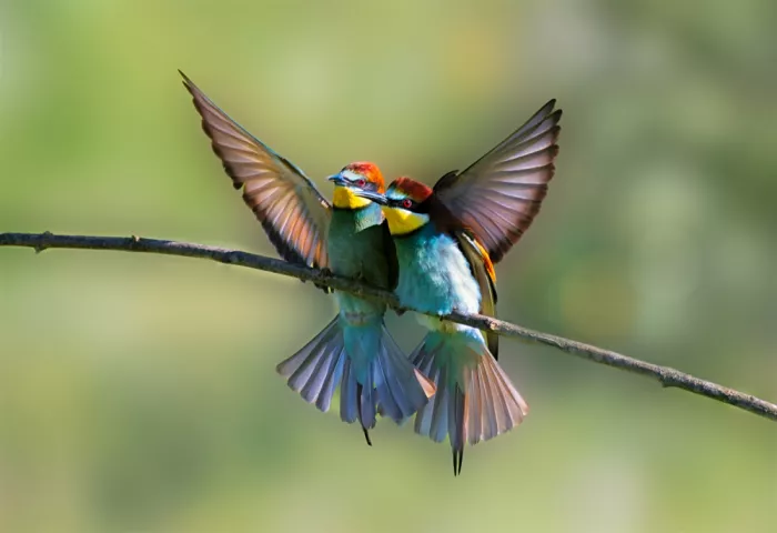 Joanaduenas: A couple of bee-eaters 7R54945
