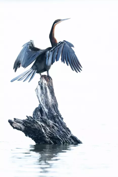 Steenkamp, Etienne: Radiant Repose: African Darter Basking in Sunlight