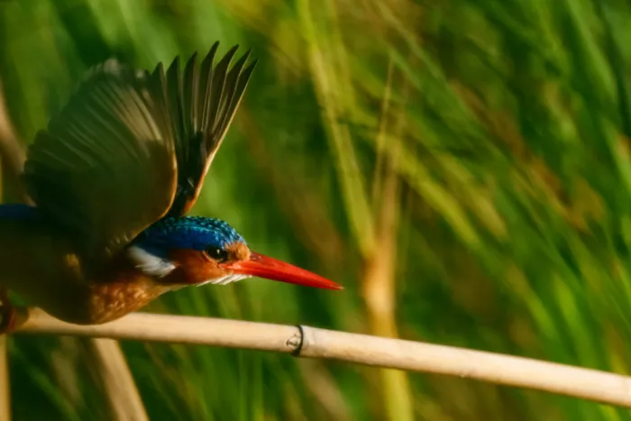 Steenkamp, Etienne: Malachite Kingfisher takeoff
