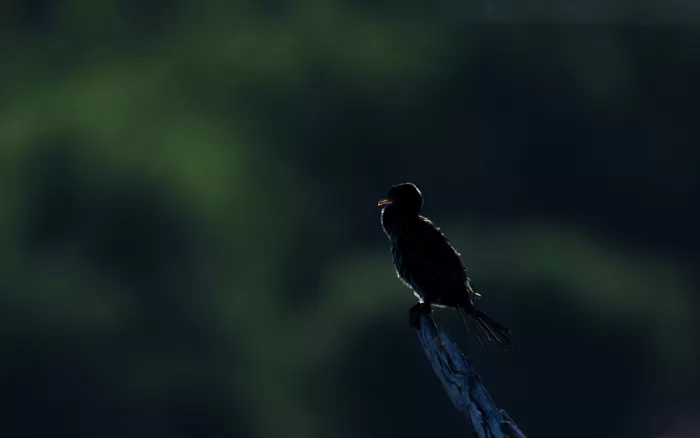 Steenkamp, Etienne: Shadow Sentinel: Cormorant Silhouetted in the Sun