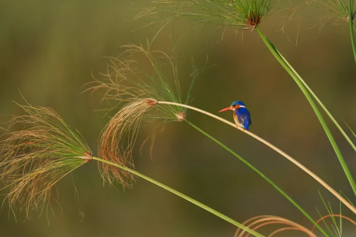 Steenkamp, Etienne: Vibrant Perch: Malachite Kingfisher Among the Reeds