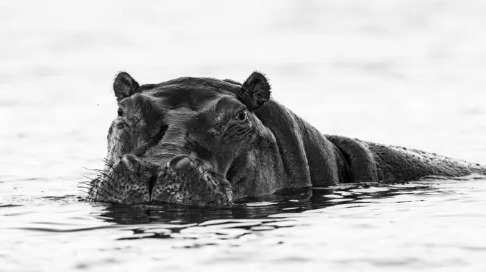 Steenkamp, Etienne: Silent giant: Hippo in the river