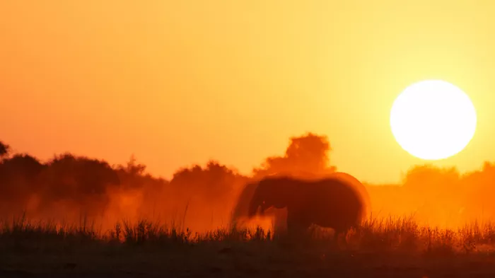 Steenkamp, Etienne: Twilight Titans: Elephants in the Dust