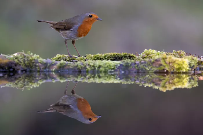 Bolla, Paolo: Robin
