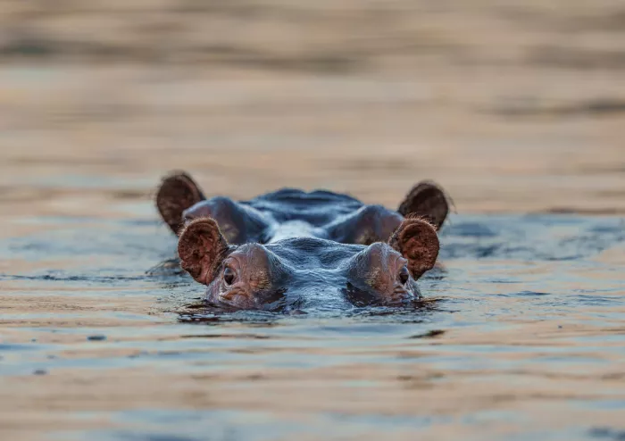 Steenkamp, Etienne: Hippos in tandem